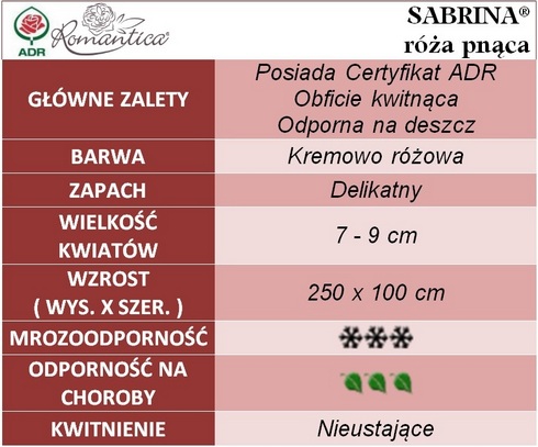 Sabrina róża pnąca